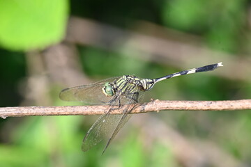 Orthetrum sabina dragonfly. Its common names  slender skimmer and  green marsh hawk. This  is a species of dragonfly in the family Libellulidae. 