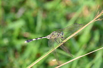 Orthetrum sabina dragonfly. Its common names  slender skimmer and  green marsh hawk. This  is a species of dragonfly in the family Libellulidae. 