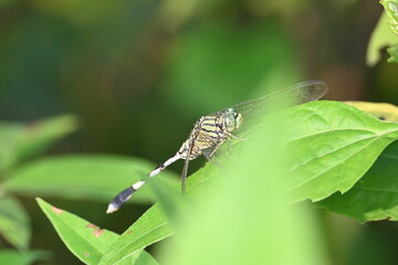 Orthetrum sabina dragonfly. Its common names  slender skimmer and  green marsh hawk. This  is a species of dragonfly in the family Libellulidae. 