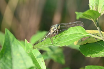 Orthetrum sabina dragonfly. Its common names  slender skimmer and  green marsh hawk. This  is a species of dragonfly in the family Libellulidae. 
