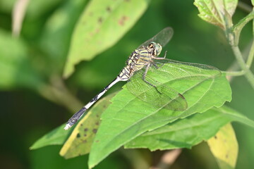 Orthetrum sabina dragonfly. Its common names  slender skimmer and  green marsh hawk. This  is a species of dragonfly in the family Libellulidae. 