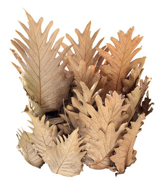 dry oak leaf fern isolated