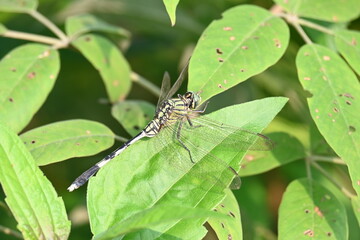 Orthetrum sabina dragonfly. Its common names  slender skimmer and  green marsh hawk. This  is a species of dragonfly in the family Libellulidae. 