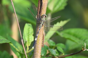 Orthetrum sabina dragonfly. Its common names  slender skimmer and  green marsh hawk. This  is a species of dragonfly in the family Libellulidae. 