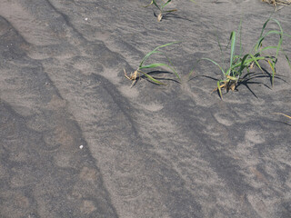 Tire tracks on Titanomagnetite black sand beach 