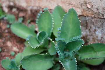 Kalanchoe pinnata.