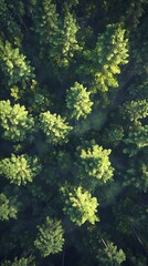 Obraz premium Forest canopy overhead view