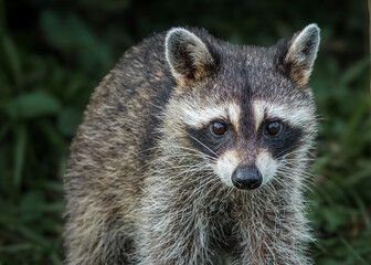 Up Close with a Young Raccoon