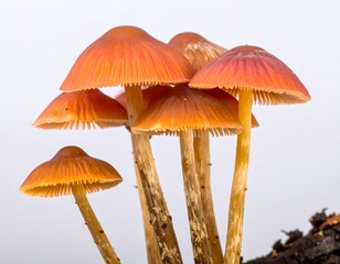 Close-up of a cluster of Mycena mushrooms displaying their vibrant colors