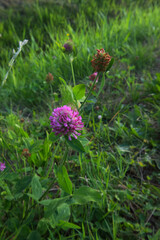 red clover (Trifolium pratense)