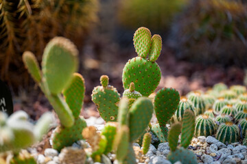 Close-up of the Opuntia microdasys cactus, which resembles cute bunny ears.