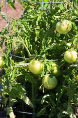 unripe tomatoes
