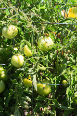 unripe tomatoes