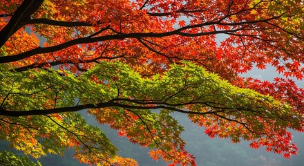 A view of maple tree branches with vibrant red and green leaves against a soft blue sky background