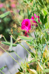 sweet pea (Lathyrus odoratus)