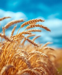 Fototapeta premium A field of golden wheat with a blue sky in the background