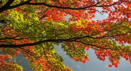 A view of maple leaves with vibrant autumn colors on tree branches against a bright sky background