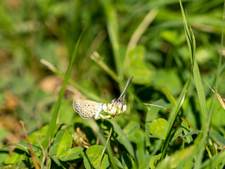 シロツメクサの花の蜜を吸うヤマトシジミ