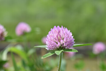 ムラサキツメクサ（アカツメクサ）
