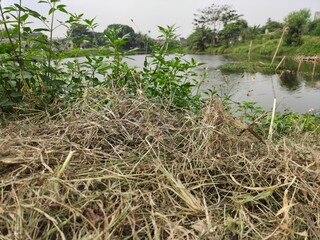 Dry Grass by Riverside with Green Plants and Calm Water