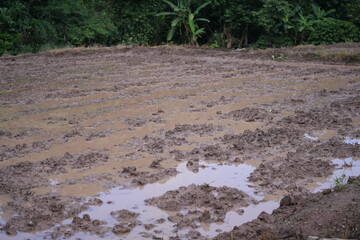 A prepared rice field filled with water, ready for planting during the rainy season. The green rural landscape reflects the traditional agricultural lifestyle