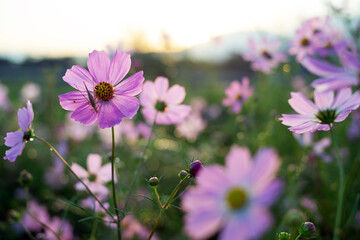 Fototapeta premium Pink Cosmos Flower with Grasshopper on Petals in Natural Light