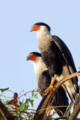 Crested caracaras (Caracara plancus) in the morning light near Zolfo Springs, Florida