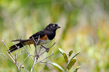Eastern towhee (Pipilo erythrophthalmus) in Highlands Hammock State Park, Florida