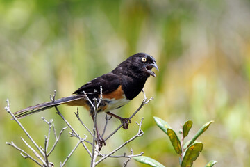 Eastern towhee (Pipilo erythrophthalmus) in Highlands Hammock State Park, Florida