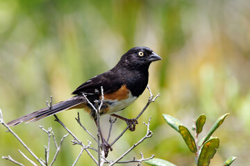 Eastern towhee (Pipilo erythrophthalmus) in Highlands Hammock State Park, Florida