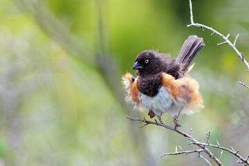 Eastern towhee (Pipilo erythrophthalmus) in Highlands Hammock State Park, Florida