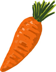 Freshly picked orange carrot with green leaves, vegetable illustration