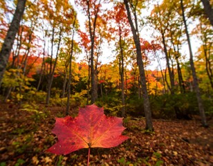 Autumn's embrace: Vibrant maple leaf amidst a colorful forest canopy