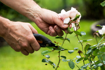 A gardener tends a rose bed, trims the plants with pruning shears. Gardening.