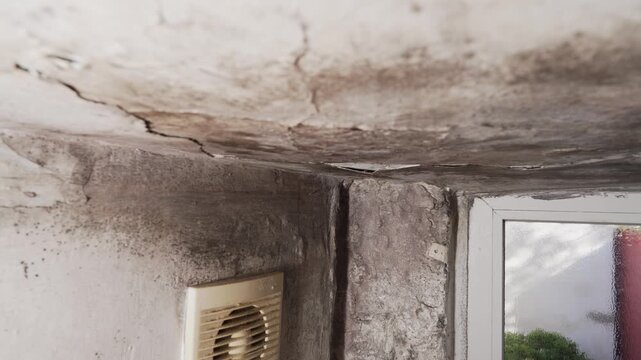 Toxic black mold on indoor walls and around window frame