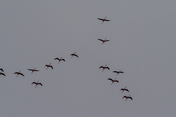 Greater Flamingos - Phoenicopterus roseus- along the shores of Walvis Bay, Namibia.