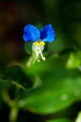 Close-up of Asiatic Dayflower (Commelina communis) with Bright Blue Petals and Yellow Stamens