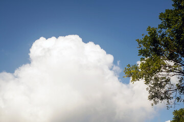 Blue Sky and White Cumulus Cloud with Green Tree Branches