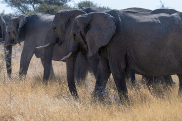 Obraz premium A herd of African Elephants -Loxodonta Africana- grazing on the plains of Etosha National Park, Namibia.