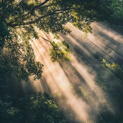 Sunlight peeking through a dense canopy of trees in a foggy forest at dawn, casting beams of light through the mist. Real photo, stock photography.