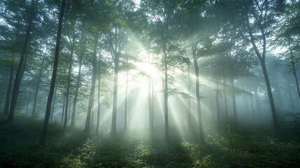 Obraz premium Sunlight peeking through a dense canopy of trees in a foggy forest at dawn, casting beams of light through the mist. Real photo, stock photography.