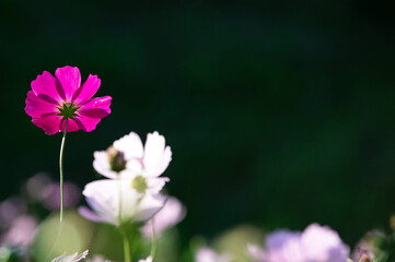 Fototapeta premium Single Pink Cosmos Flower Against Dark Background
