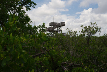 Wooden Observation Tower Overlooking a Scenic Mangrove Forest and Lagoon. View of a wooden observation tower rising above a lush green mangrove forest, adjacent to a calm lagoon under a bright cloud-d