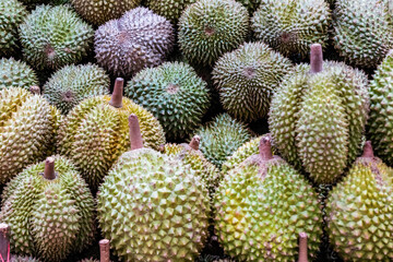 Durian (Durio zibethinus) at Market in Borneo, Malaysia