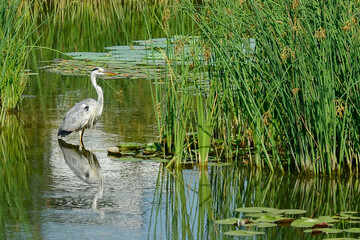 Gray Heron Standing Among Reeds in a Wetland Reflection