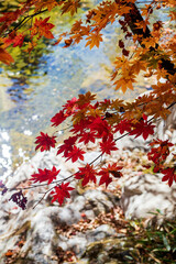 Red and Golden Maple Leaves Over a Sparkling Stream in Autumn