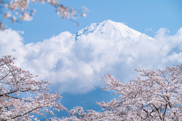 富士宮市から見る満開の桜と冠雪した富士山