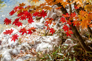 Vibrant Red and Orange Autumn Maple Leaves by the Stream