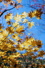 Golden Autumn Maple Leaves Against Clear Blue Sky