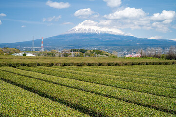 富士山と茶畑